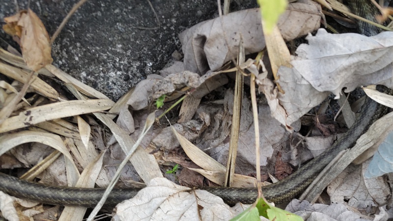 シマヘビ 横浜市旭区今宿南町