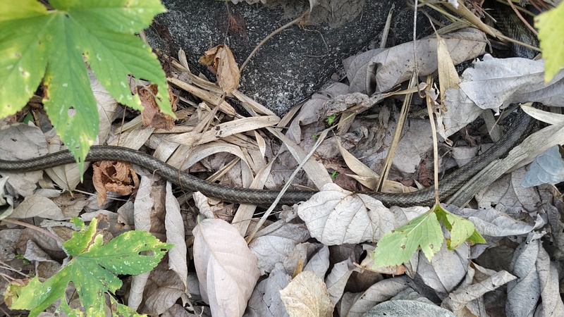 シマヘビ 横浜市旭区今宿南町