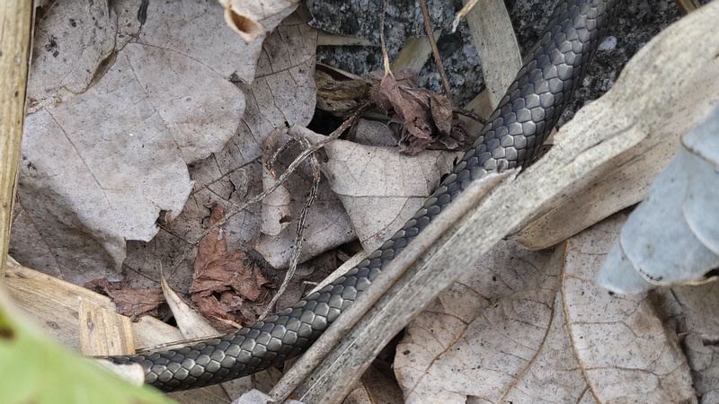 シマヘビ 横浜市旭区今宿南町
