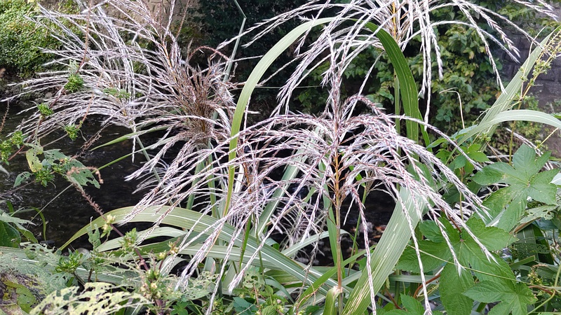 オギ 横浜市旭区今宿南町