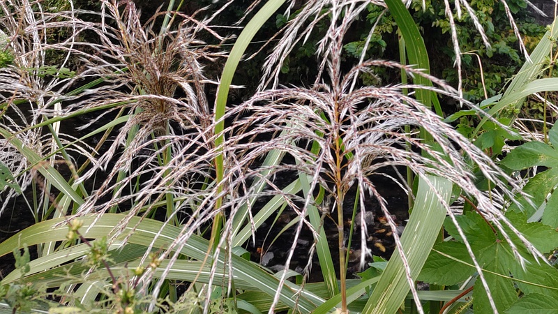 オギ 横浜市旭区今宿南町