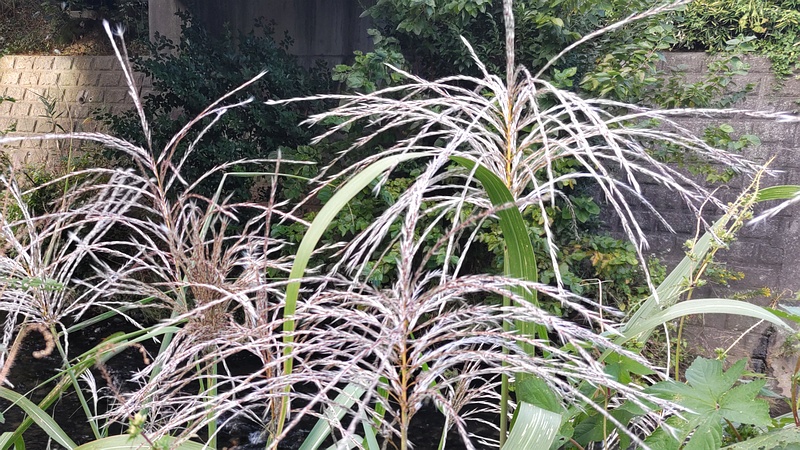 オギ 横浜市旭区今宿南町