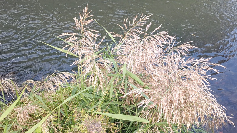 ヨシ 横浜市旭区今宿南町