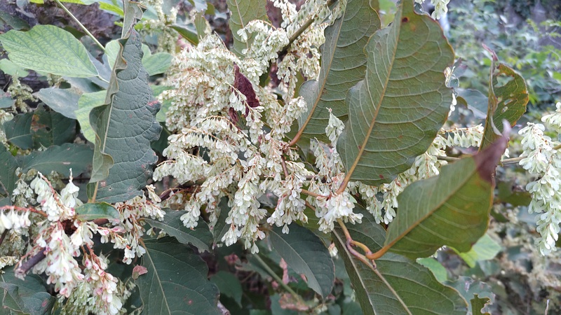 イタドリの若い果実 横浜市旭区今宿南町