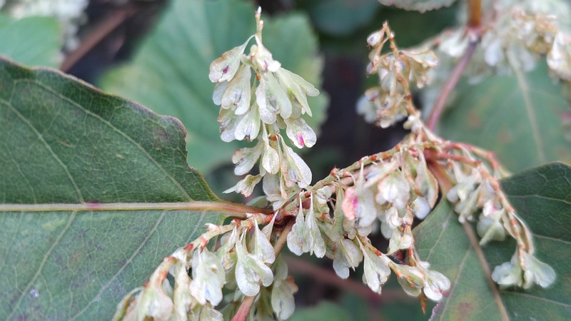 イタドリの若い果実 横浜市旭区今宿南町