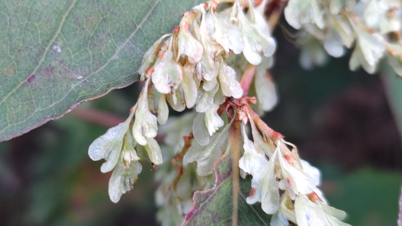 イタドリの若い果実 横浜市旭区今宿南町