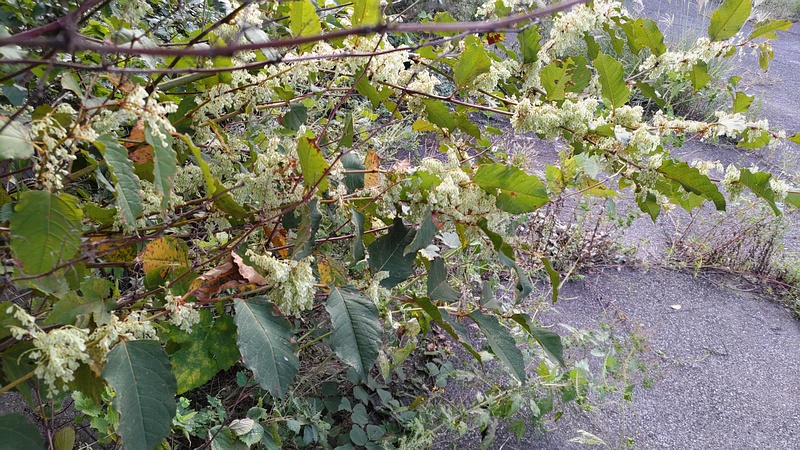 イタドリの若い果実 横浜市旭区今宿南町