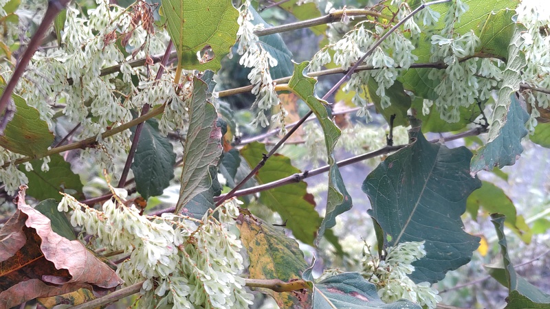 イタドリの若い果実 横浜市旭区今宿南町