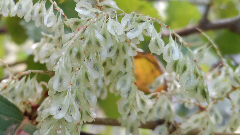 イタドリの若い果実 横浜市旭区今宿南町