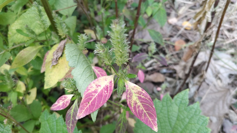 キツネノマゴ 横浜市旭区今宿南町