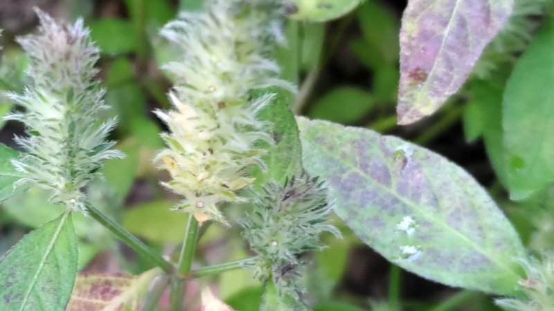 キツネノマゴ 横浜市旭区今宿南町