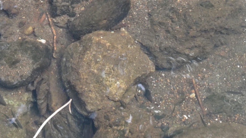 魚群 横浜市旭区今宿東町