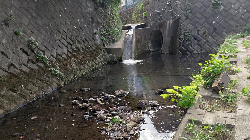 帷子川旧川 横浜市旭区今宿東町