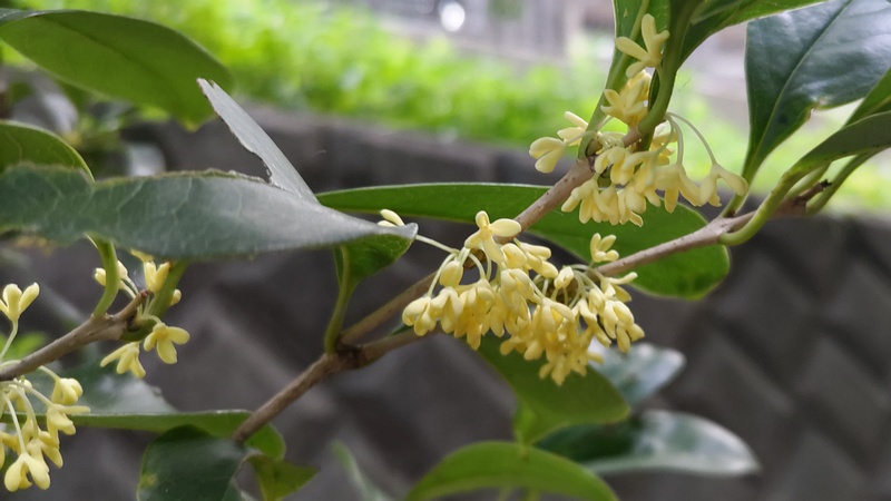 キンモクセイの花 横浜市旭区今宿東町