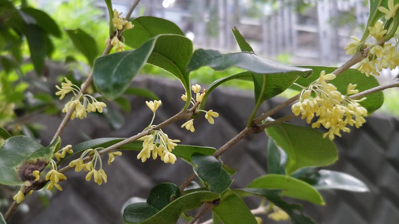 キンモクセイの花 横浜市旭区今宿東町