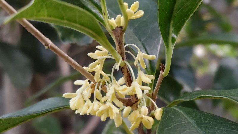 キンモクセイの花 横浜市旭区今宿東町