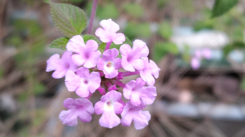コバノランタナの花 横浜市旭区今宿東町