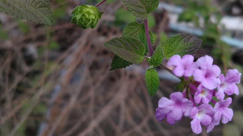 コバノランタナの花 横浜市旭区今宿東町