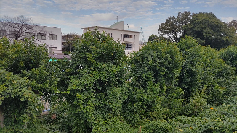 剪定後のトウネズミモチ 横浜市旭区鶴ヶ峰鶴ヶ峰本町公園