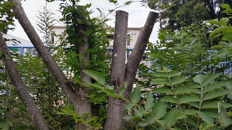 剪定後のトウネズミモチ 横浜市旭区鶴ヶ峰鶴ヶ峰本町公園