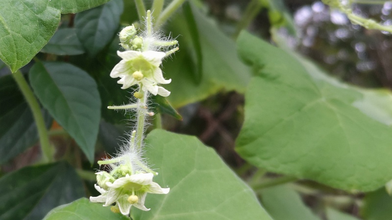 アレチウリの花 横浜市旭区今川町
