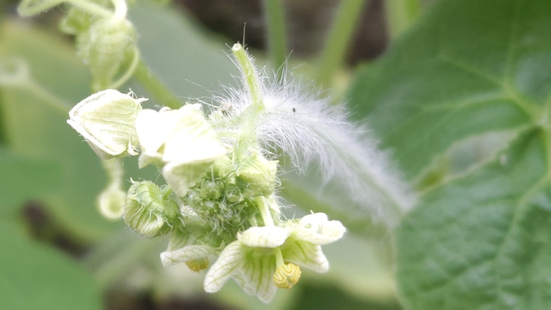 アレチウリの花 横浜市旭区今川町