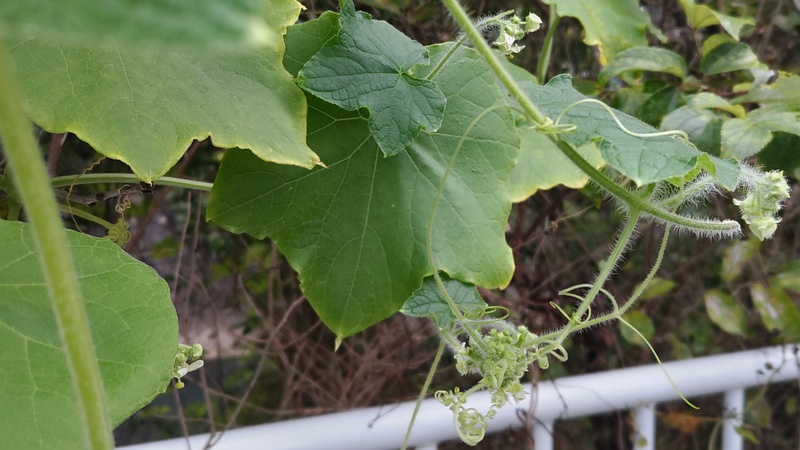 アレチウリの花 横浜市旭区今川町