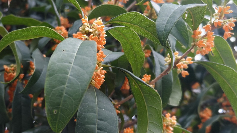キンモクセイの花 横浜市旭区今川町
