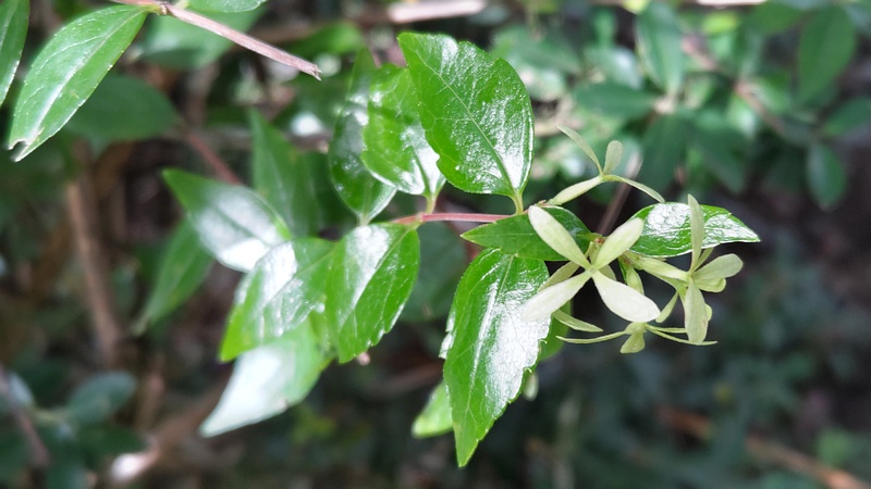 アベリアの萼片 横浜市旭区希望が丘ふれあいの森公園