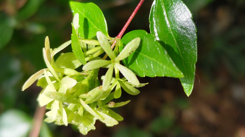 アベリアの萼片 横浜市旭区希望が丘ふれあいの森公園