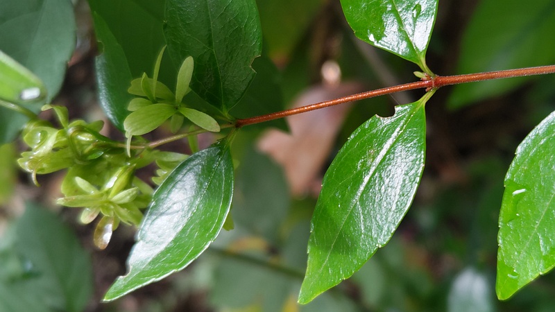 アベリアの萼片 横浜市旭区希望が丘ふれあいの森公園