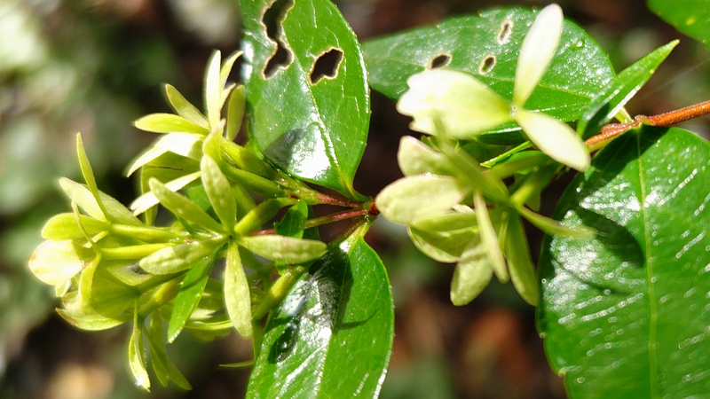 アベリアの萼片 横浜市旭区希望が丘ふれあいの森公園