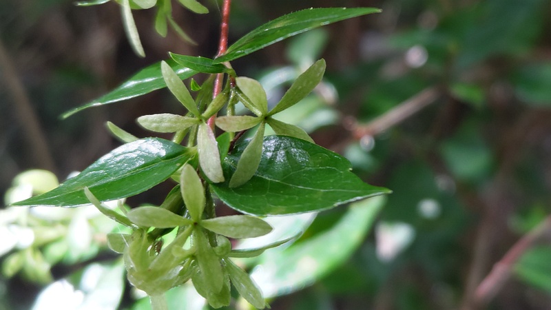 アベリアの萼片 横浜市旭区希望が丘ふれあいの森公園