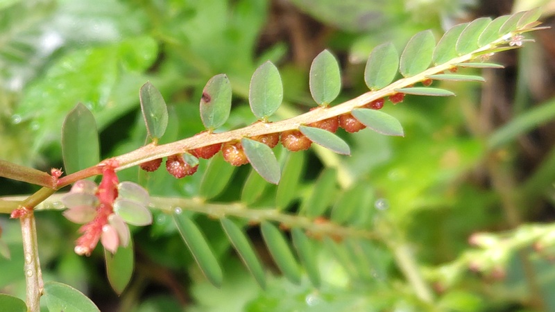 コミカンソウの花 横浜市旭区希望が丘ふれあいの森公園