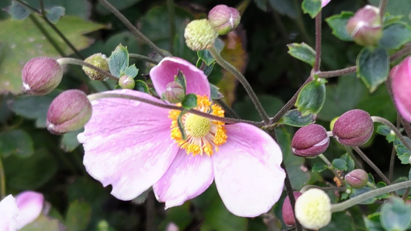 シュウメイギクの花 横浜市旭区希望が丘水の森公園