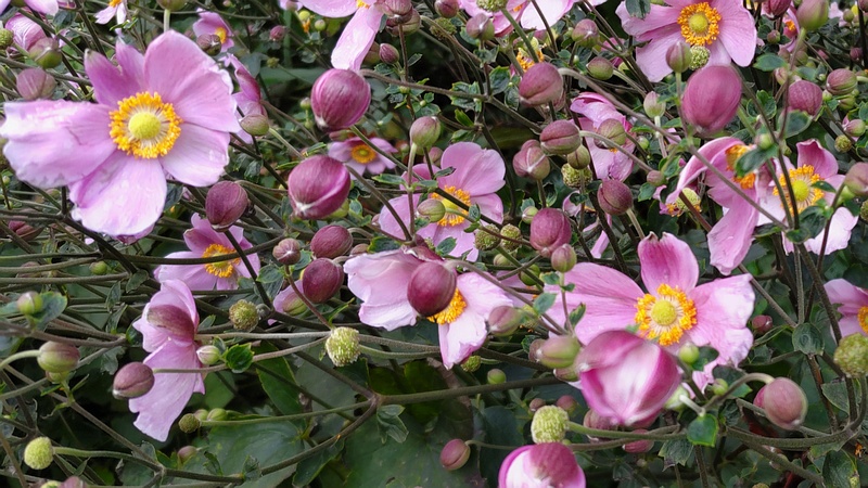 シュウメイギクの花 横浜市旭区希望が丘水の森公園