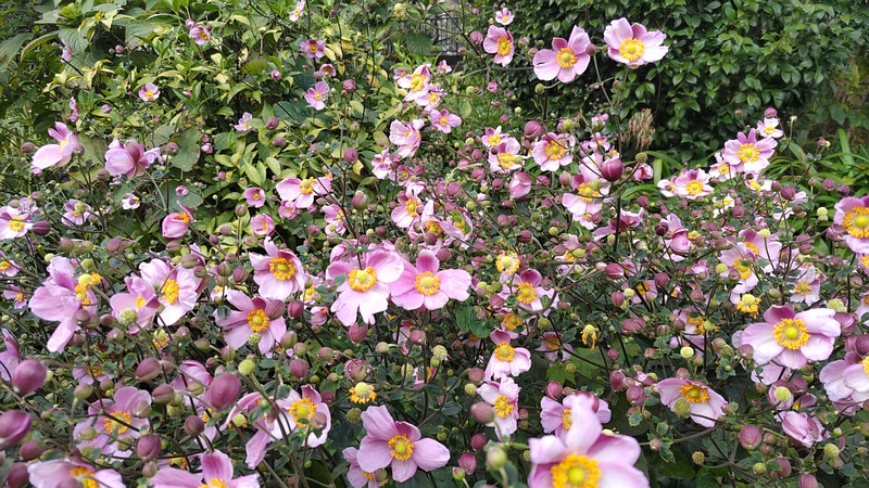 シュウメイギクの花 横浜市旭区希望が丘水の森公園