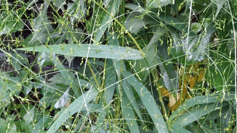 カゼクサ 横浜市旭区希望が丘水の森公園