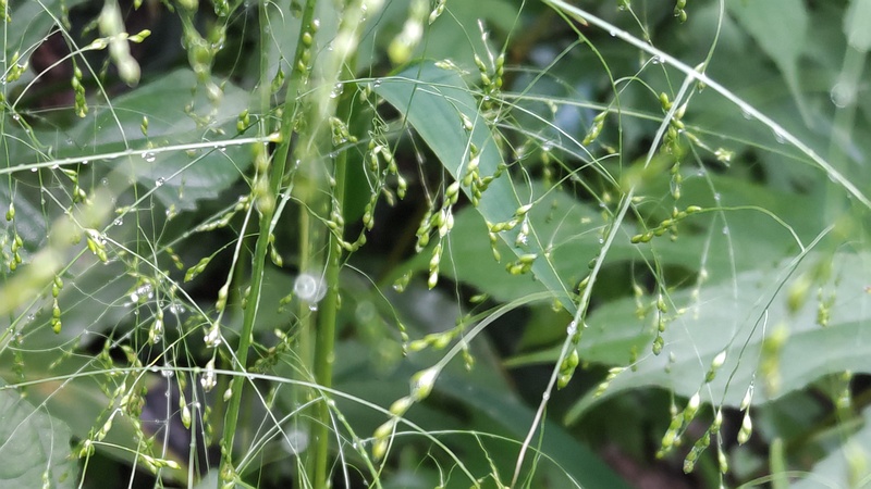 カゼクサ 横浜市旭区希望が丘水の森公園