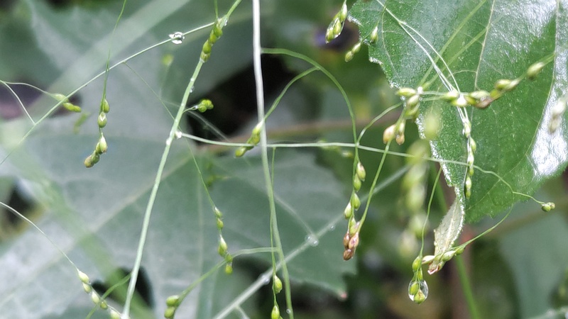 カゼクサ 横浜市旭区希望が丘水の森公園