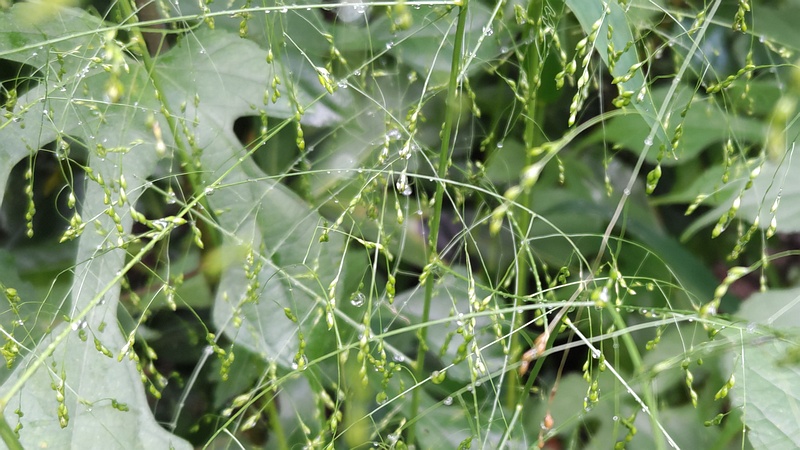 カゼクサ 横浜市旭区希望が丘水の森公園