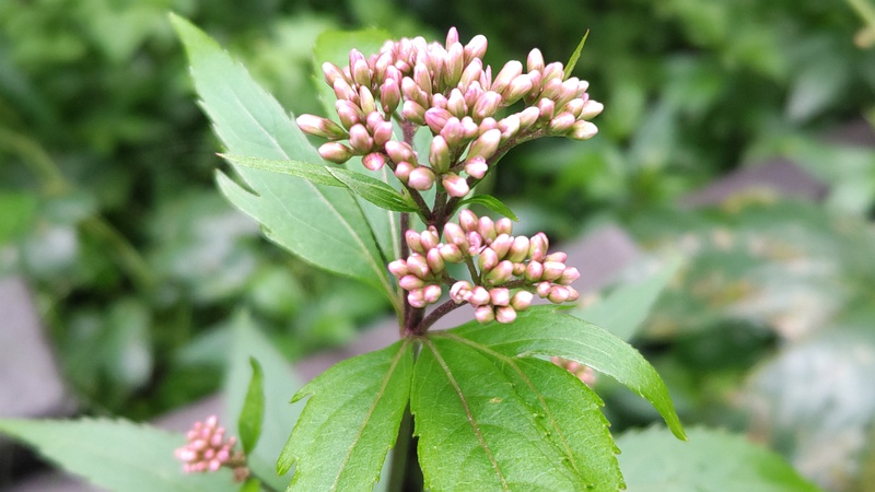 フジバカマの蕾 横浜市旭区希望が丘水の森公園