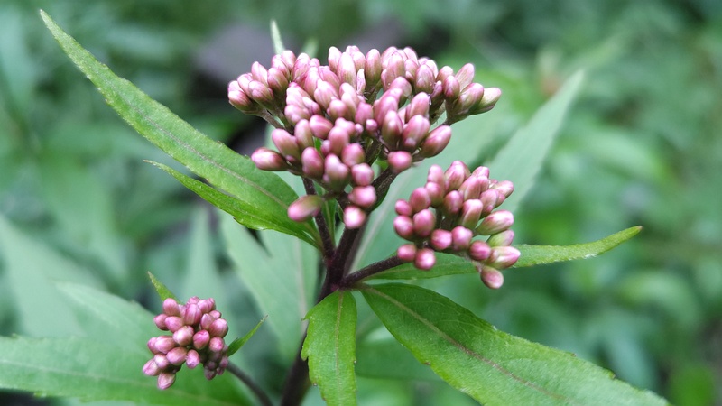 フジバカマの蕾 横浜市旭区希望が丘水の森公園
