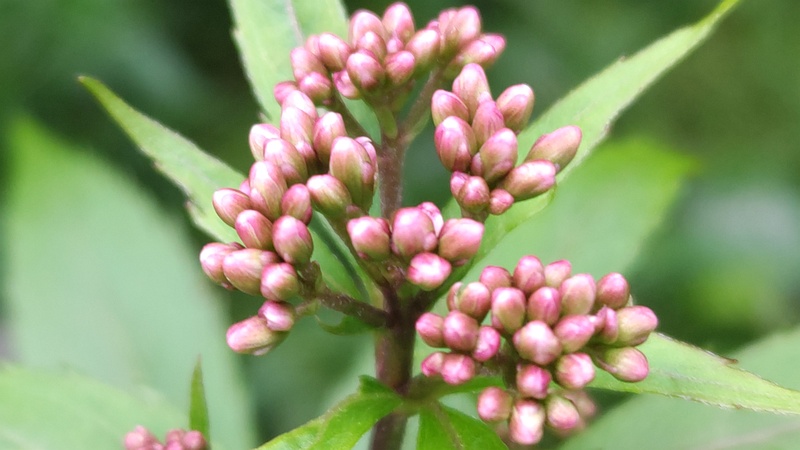 フジバカマの蕾 横浜市旭区希望が丘水の森公園