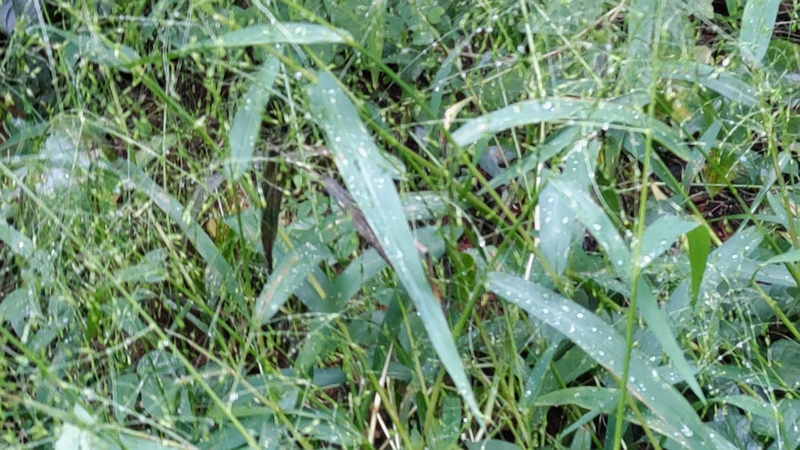 カゼクサ 横浜市旭区希望が丘水の森公園