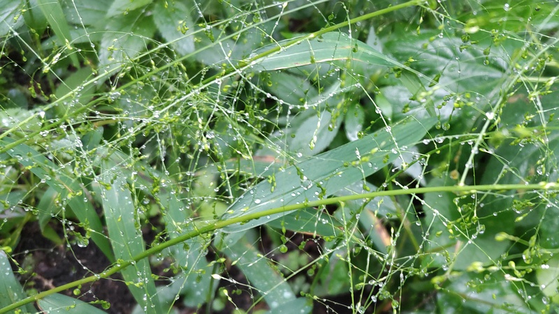 カゼクサ 横浜市旭区希望が丘水の森公園