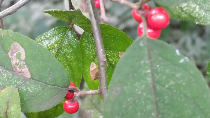 ウメモドキの果実 横浜市旭区希望が丘水の森公園