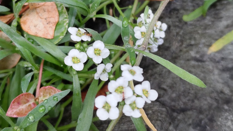 ニワナズナの花 横浜市旭区東希望が丘