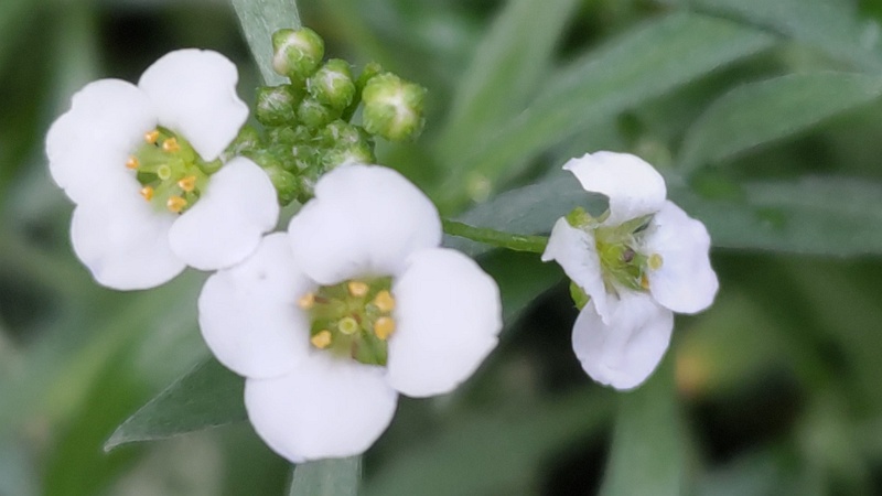 ニワナズナの花 横浜市旭区東希望が丘