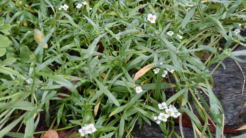 ニワナズナの花 横浜市旭区東希望が丘